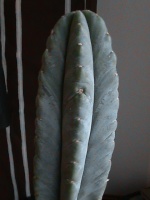 Astrophytum 1798-5