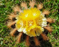 Astrophytum 2298-33