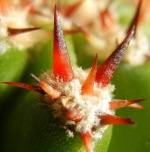 Corryocactus 2596-91