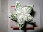 Astrophytum 2626-4