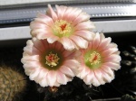 Notocactus 275-95