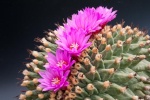Mammillaria 288-7
