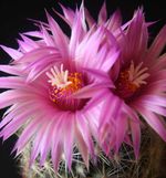 Coryphantha 296-6