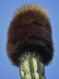 Bergerocactus 3-71
