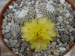 Copiapoa