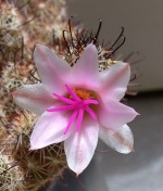 Turbinicarpus 3028-97