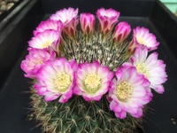 Mammillaria 3109-55