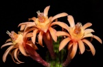 Echinopsis 3219-91