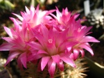 Mammillaria 3252-20