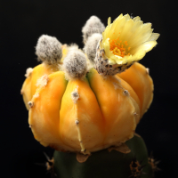 Astrophytum 339-60