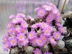 Mammillaria 3392-85