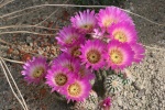 Ferocactus 3751-57