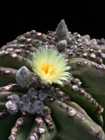 Astrophytum - Hybriden und Cultivare 3831-27