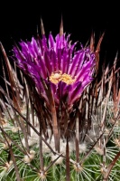 Melocactus 4068-19