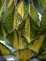 Agave 4361-64