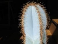 Mammillaria 5076-73