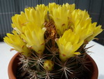 Echinopsis 5182-74