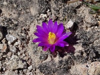 Astrophytum 5662-4