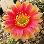 Astrophytum 581-68