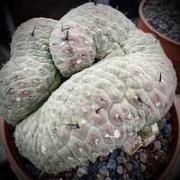 Mammillaria 6121-18