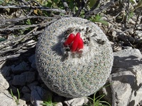 Ferocactus 6265-52