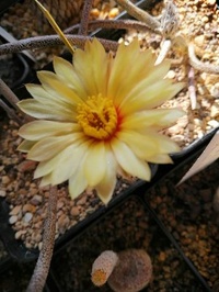 Mammillaria 6389-72
