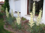 Yucca 643-50