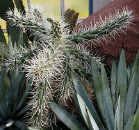 Austrocactus 6499-79