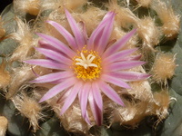 Meteorite Cactus