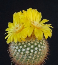 Mammillaria 6840-3