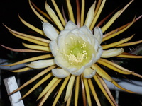 Kaktuschristoph
