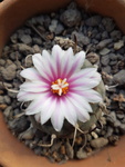 Turbinicarpus 7201-34