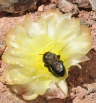 Austrocylindropuntia 742-47