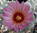 Astrophytum 816-60