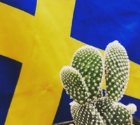 scandi.cactus