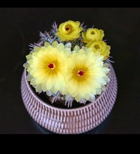 Mammillaria 8780-41