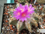 Ariocarpus 892-0