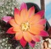 Astrophytum 9513-18