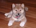 cesar shiba inu