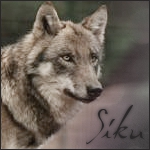 Siku