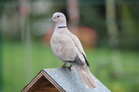 Identification d'oiseaux, de chants d'oiseaux, de plumes, d'oeufs, de nids etc... 443-45