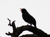 Gros oiseaux en France (des parcs, campagnes, forêts...) 575-41