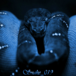 Snake_019