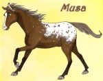 musa