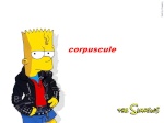 corpuscule