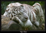 Ashiro le tigre blanc