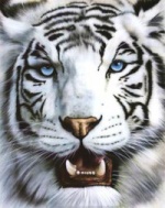 tigre blanc