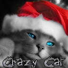 Crazy Cat