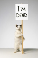 Deadcat