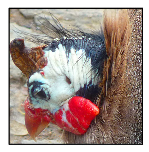 Close up: Peahen